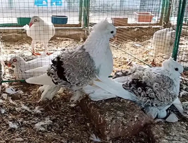 Personality and Behavioral Traits of the Curly-Haired Pigeon