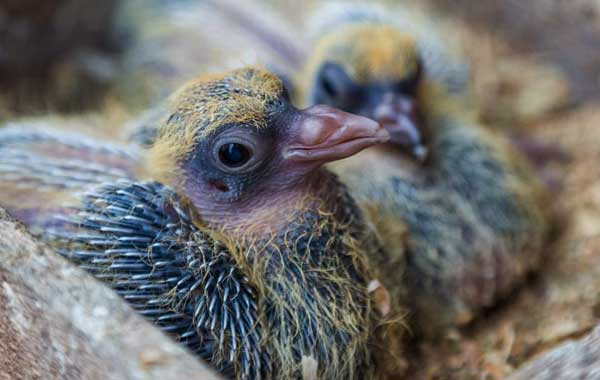 Physical Characteristics of Baby Pigeons