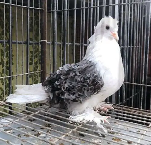 Physical Characteristics of Frillback Pigeons