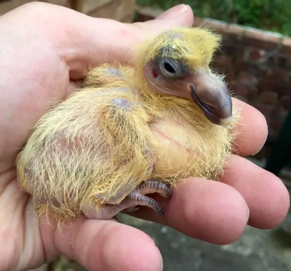 Pigeon Babies Disease