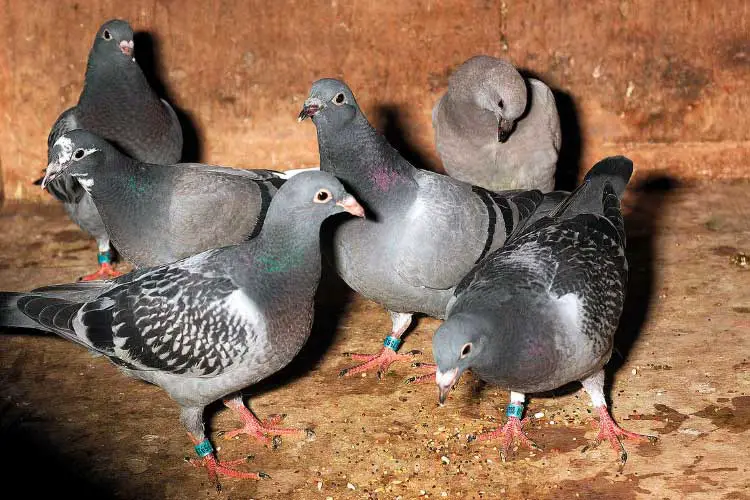 Pigeon Diarrhea 101: Everything You Need To Know