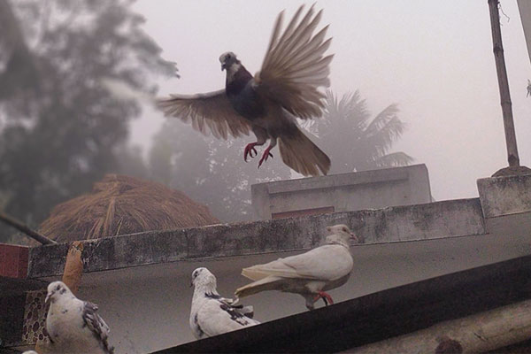 Pigeon Distress Calls