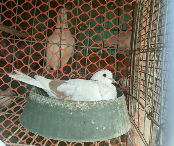 Pigeon Eggs Hatching