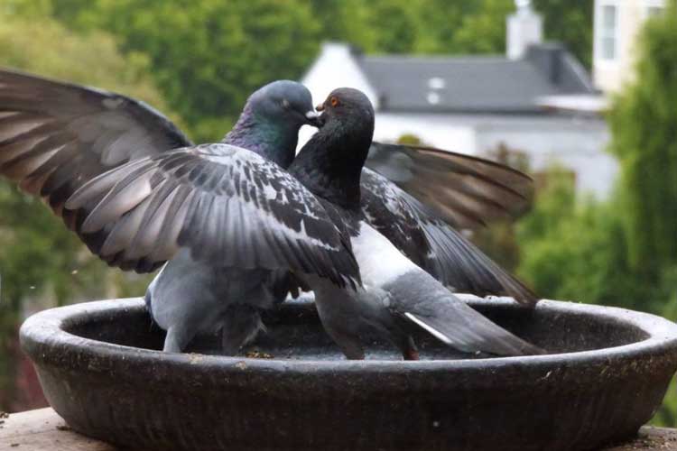 Pigeon Fighting Or Mating