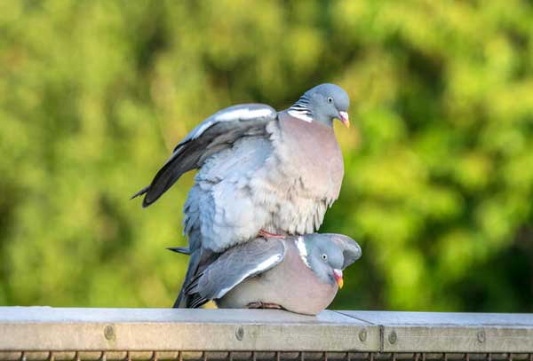 Pigeon Mating Behavior