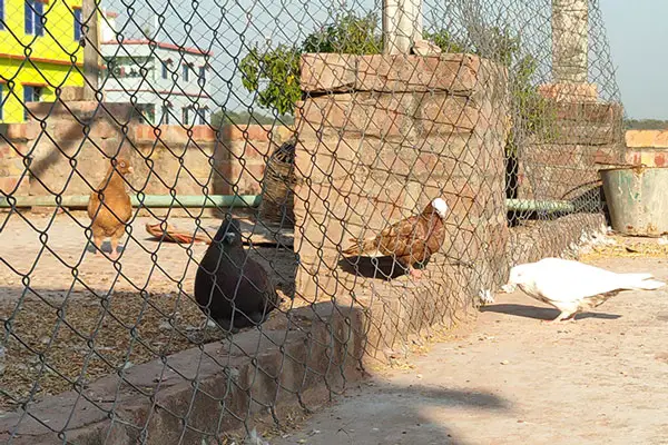 Pigeon Netting