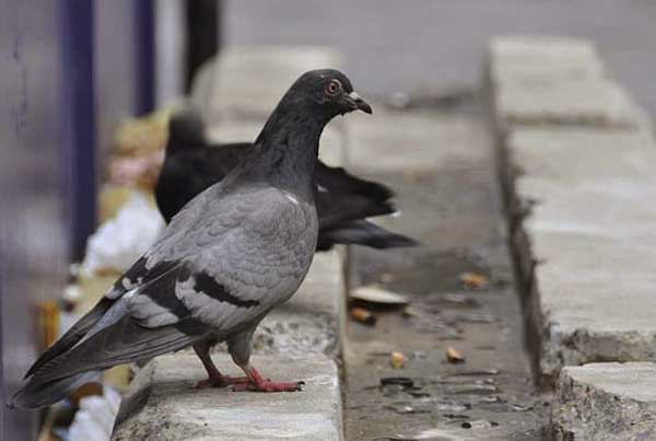 Pigeon Poop