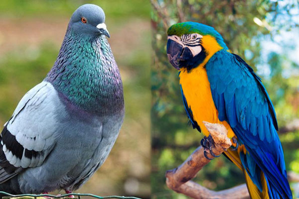 Pigeon Vs Parrot