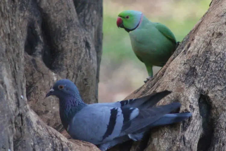 Pigeon Vs Parrot: Which One Is An Ideal Avian Companion?