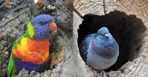 Pigeon and Parrot