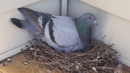 Pigeon egg predation by predators