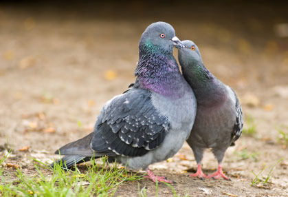 Pigeon mating ritual - chasing behavior