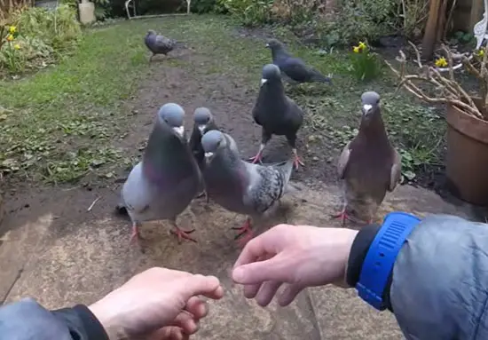 Pigeons Attack Humans