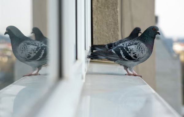 Pigeons' Attempts To Fly Into Windows