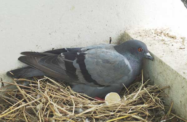 Pigeons Break Their Eggs