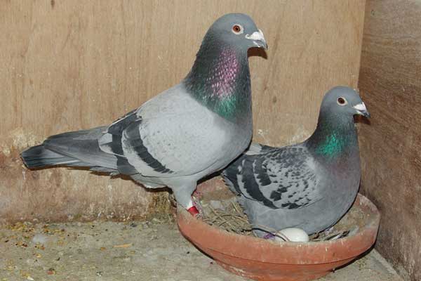 Pigeons Breeding