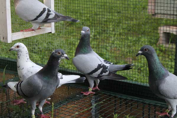 Pigeons Carry Cryptococcosis