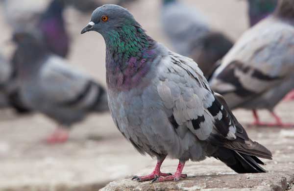 Pigeons Carry Histoplasmosis