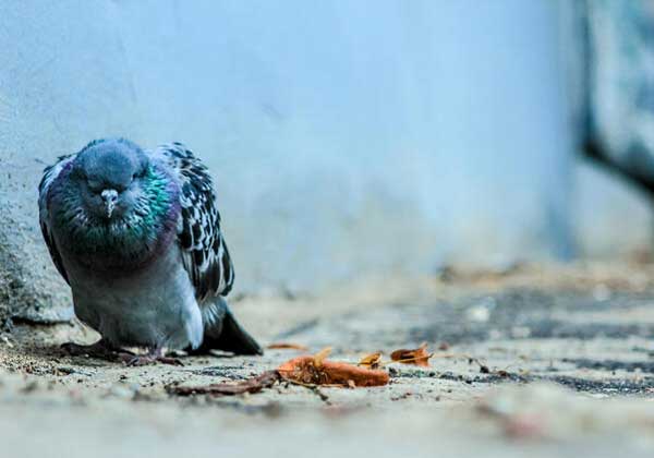 Pigeons Carry Salmonellosis