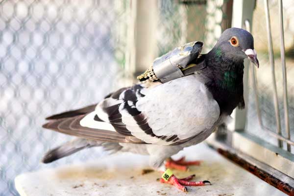 Pigeons Communication