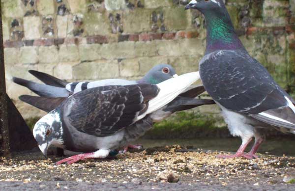 Pigeons Degraded Health Condition