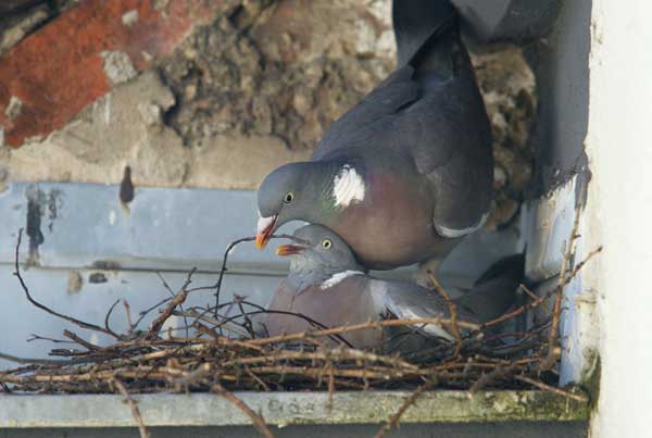 Pigeons During Mating