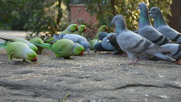 Pigeons Eat Less Expensive Food Than Parrots
