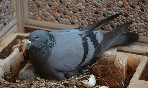 Pigeons Eggs Hatching