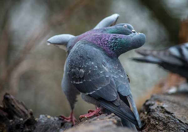 Pigeons Fighting