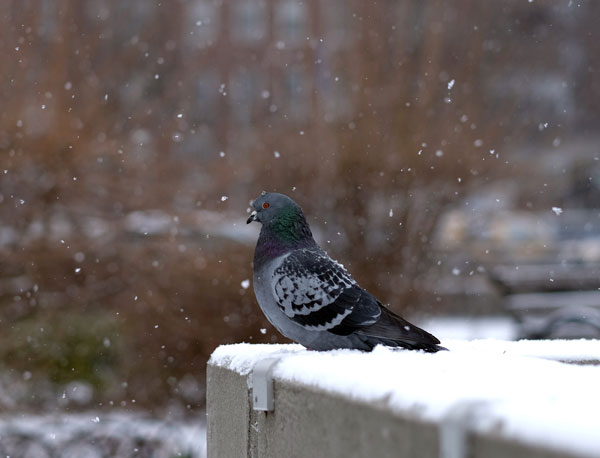 Pigeons Get Cold In The Winter
