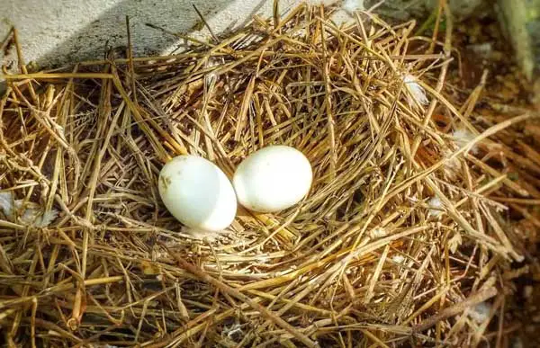 Pigeons Infertile Eggs