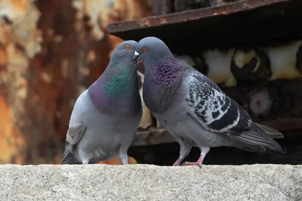 Pigeons Kiss A Bonding behavior