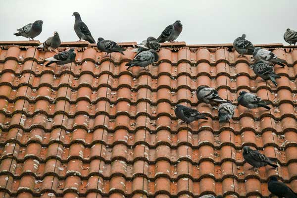 Pigeons Maintaining Standard Body Weight