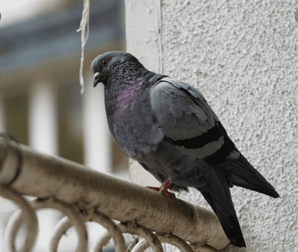 Pigeons Off Balconies Ultrasonic devices