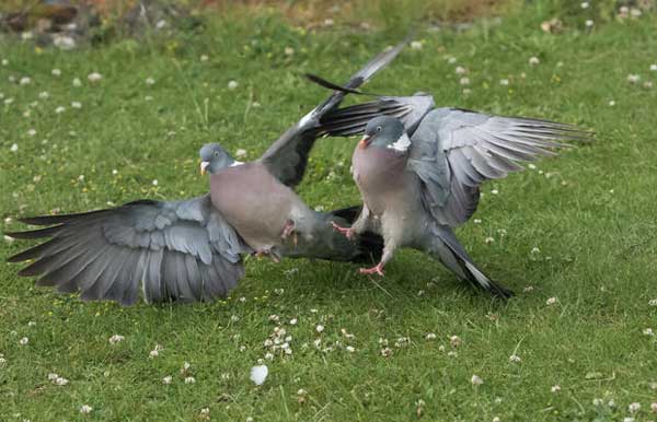 Pigeons Pairing