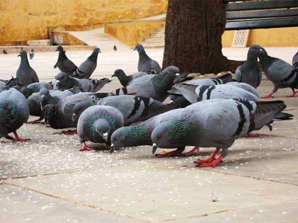 Pigeons Pigeons Eat A Lot