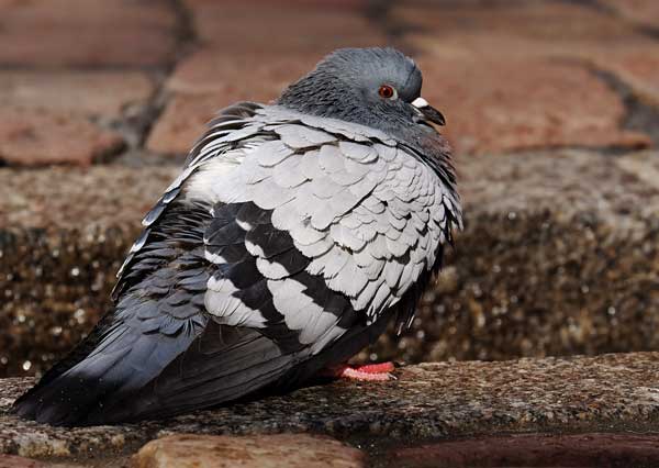 Pigeons Carry Psittacosis