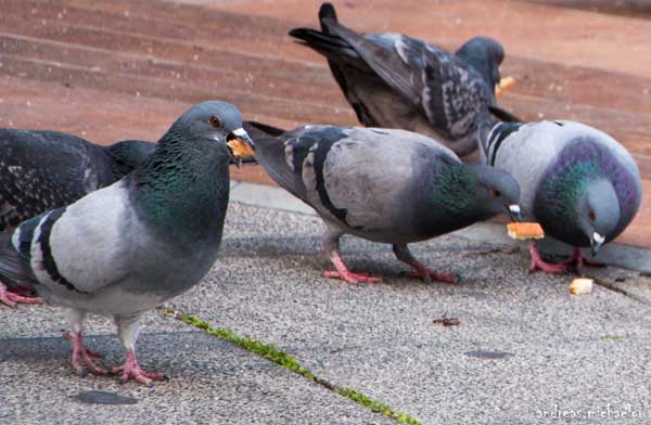 Pigeons Small Stomach