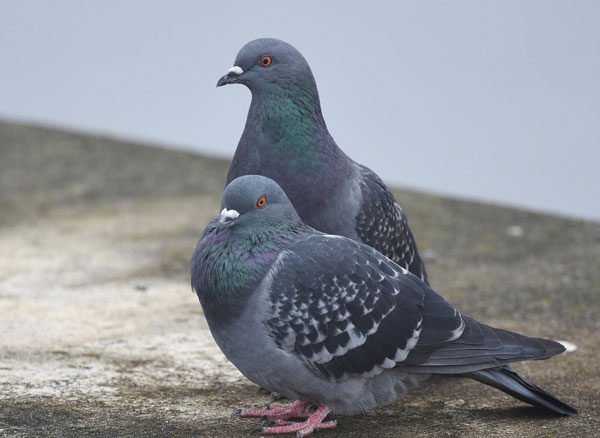 Pigeons' Specific Behaviors