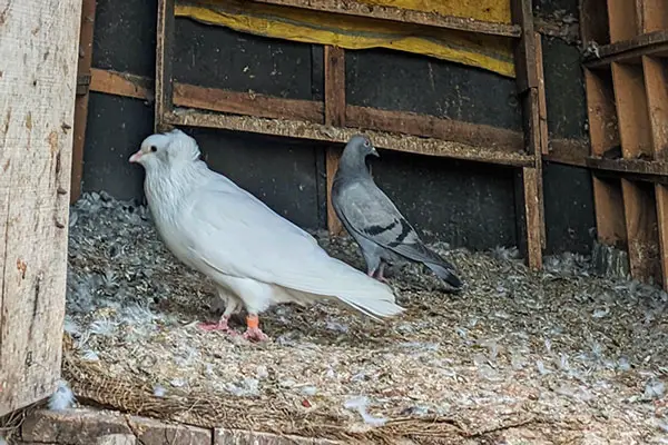 Pigeons Stability