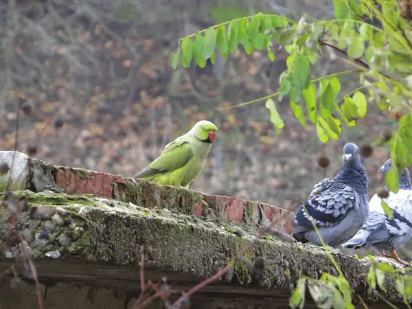 Pigeons Vs Parrots