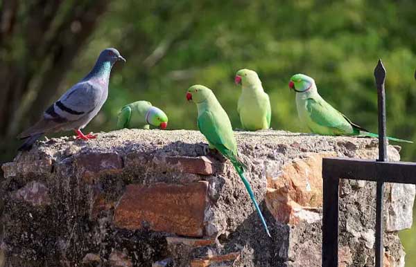 Pigeons vs Parrots