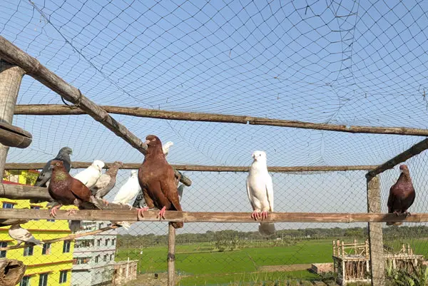 Roller Pigeon Breeds