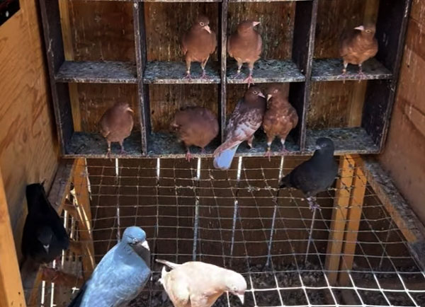 Roller Pigeon Breeds Care