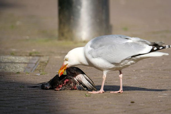 Seasonal Factors Seagulls Eat Pigeons