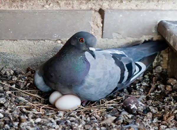 Some Other Reasons Pigeons Break Their Eggs
