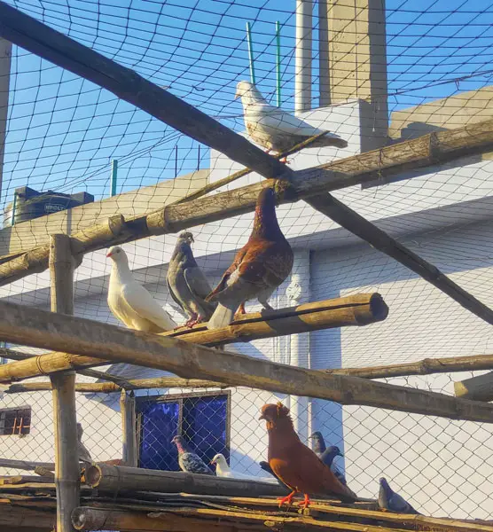 The Anatomy of Pigeons' Vocalization System