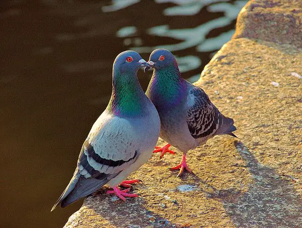 The Kissing Periods Of Pigeons