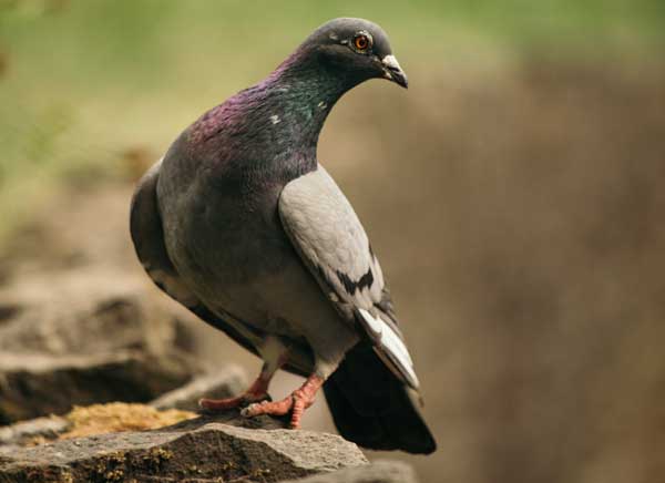 The Vulnerabilities of Pigeons