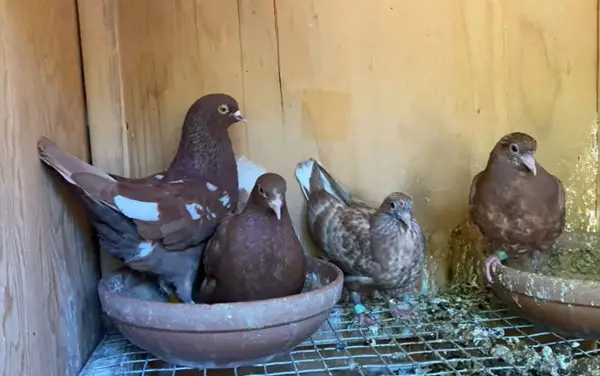 Tips for Choosing a Roller Pigeon Breed